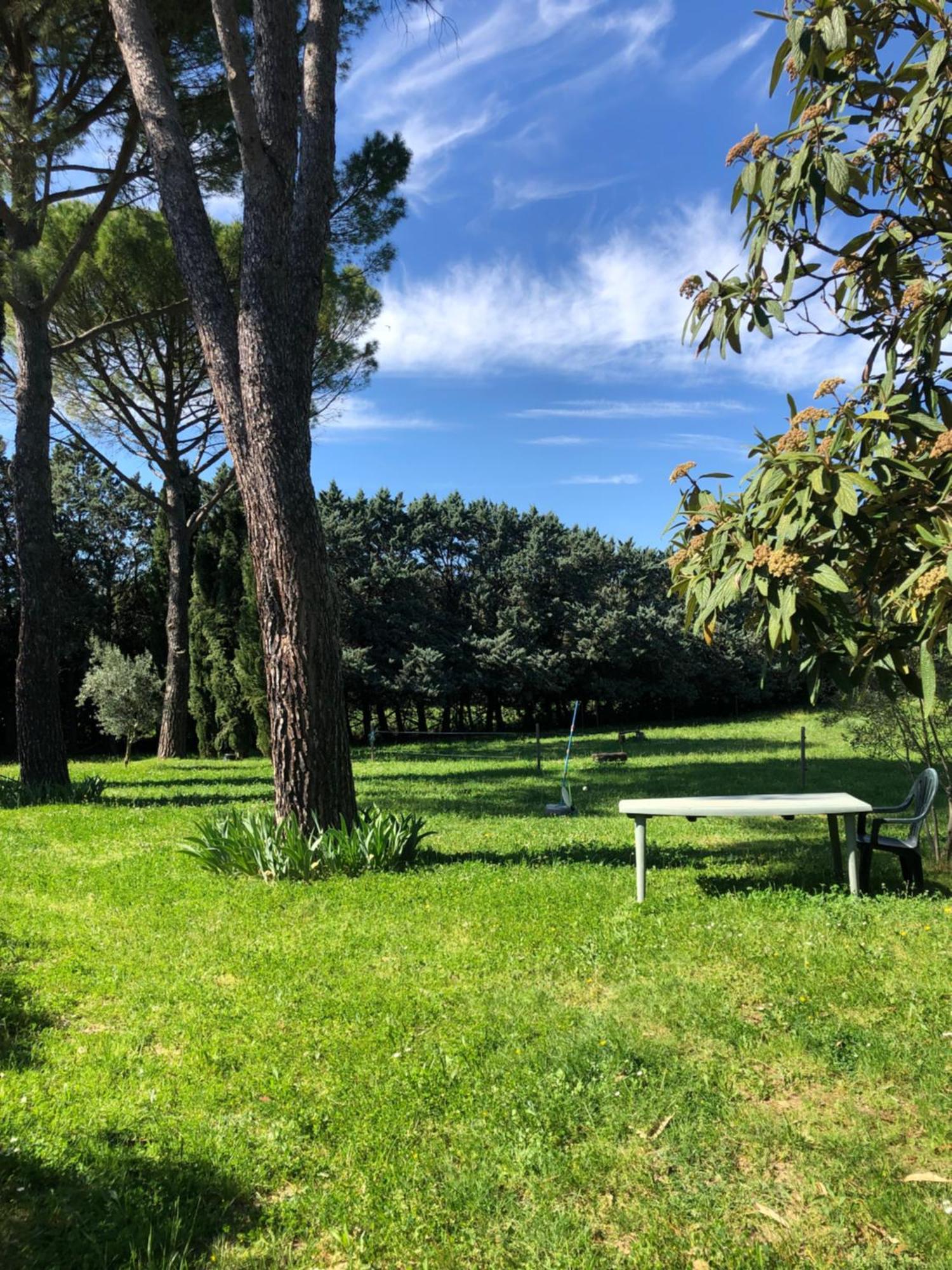 Des Pins Saint-Maurice-dʼIbie